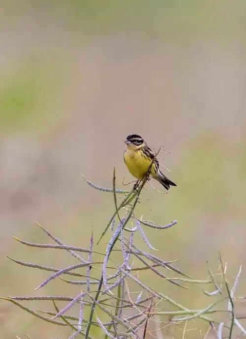 极危物种！2023年安徽农民捕1000多只养肥后再卖被罚款判刑(图7)