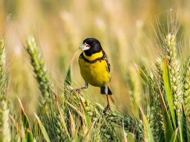 极危物种！2023年安徽农民捕1000多只养肥后再卖被罚款判刑(图10)