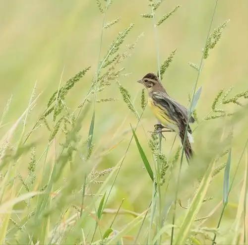 极危物种！2023年安徽农民捕1000多只养肥后再卖被罚款判刑(图8)