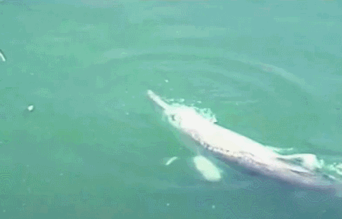 20大已灭绝珍稀动物的最后影像99%的人可能没见过！ 莫等珍稀才懂珍惜(图2)