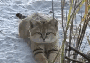 20大已灭绝珍稀动物的最后影像99%的人可能没见过！ 莫等珍稀才懂珍惜(图6)