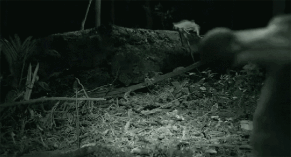 20大已灭绝珍稀动物的最后影像99%的人可能没见过！ 莫等珍稀才懂珍惜(图5)