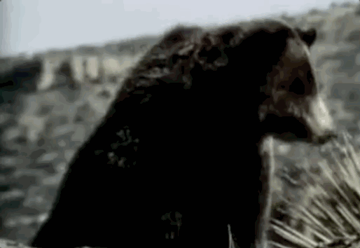 20大已灭绝珍稀动物的最后影像99%的人可能没见过！ 莫等珍稀才懂珍惜(图7)