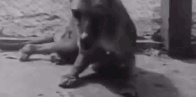 20大已灭绝珍稀动物的最后影像99%的人可能没见过！ 莫等珍稀才懂珍惜(图8)