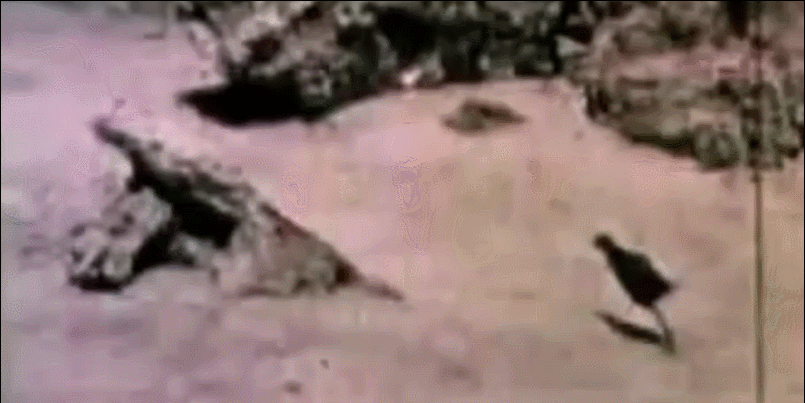 20大已灭绝珍稀动物的最后影像99%的人可能没见过！ 莫等珍稀才懂珍惜(图10)