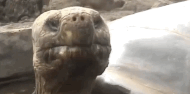 20大已灭绝珍稀动物的最后影像99%的人可能没见过！ 莫等珍稀才懂珍惜(图11)