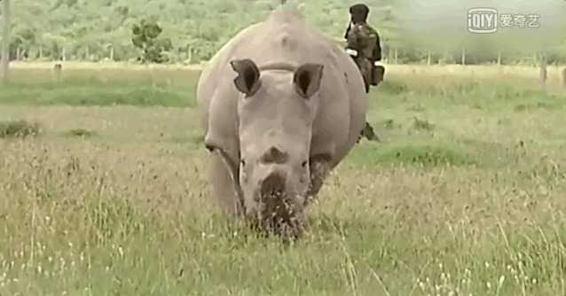 20大已灭绝珍稀动物的最后影像99%的人可能没见过！ 莫等珍稀才懂珍惜(图12)