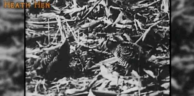 20大已灭绝珍稀动物的最后影像99%的人可能没见过！ 莫等珍稀才懂珍惜(图13)