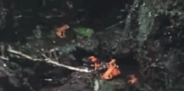 20大已灭绝珍稀动物的最后影像99%的人可能没见过！ 莫等珍稀才懂珍惜(图14)