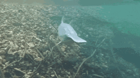 20大已灭绝珍稀动物的最后影像99%的人可能没见过！ 莫等珍稀才懂珍惜(图15)