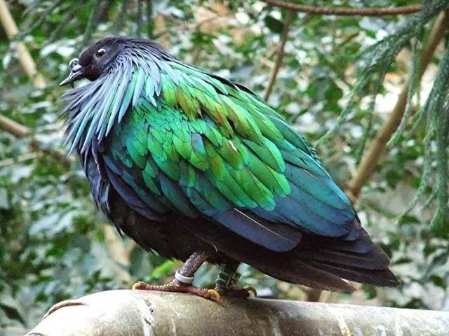 20大已灭绝珍稀动物的最后影像99%的人可能没见过！ 莫等珍稀才懂珍惜(图16)