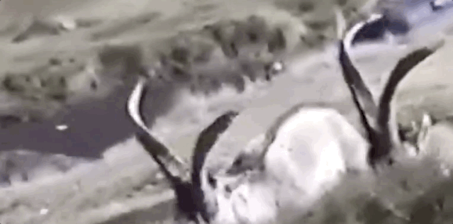 20大已灭绝珍稀动物的最后影像99%的人可能没见过！ 莫等珍稀才懂珍惜(图17)