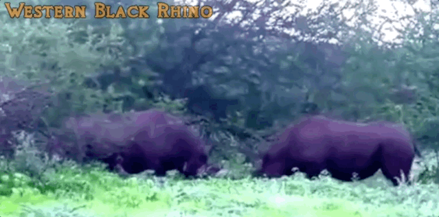 20大已灭绝珍稀动物的最后影像99%的人可能没见过！ 莫等珍稀才懂珍惜(图18)