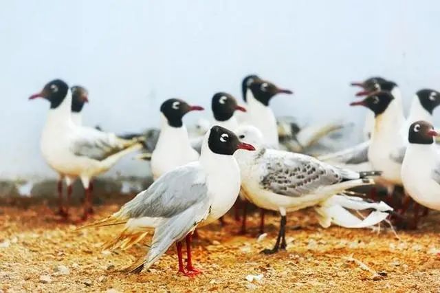 20大已灭绝珍稀动物的最后影像99%的人可能没见过！ 莫等珍稀才懂珍惜(图20)