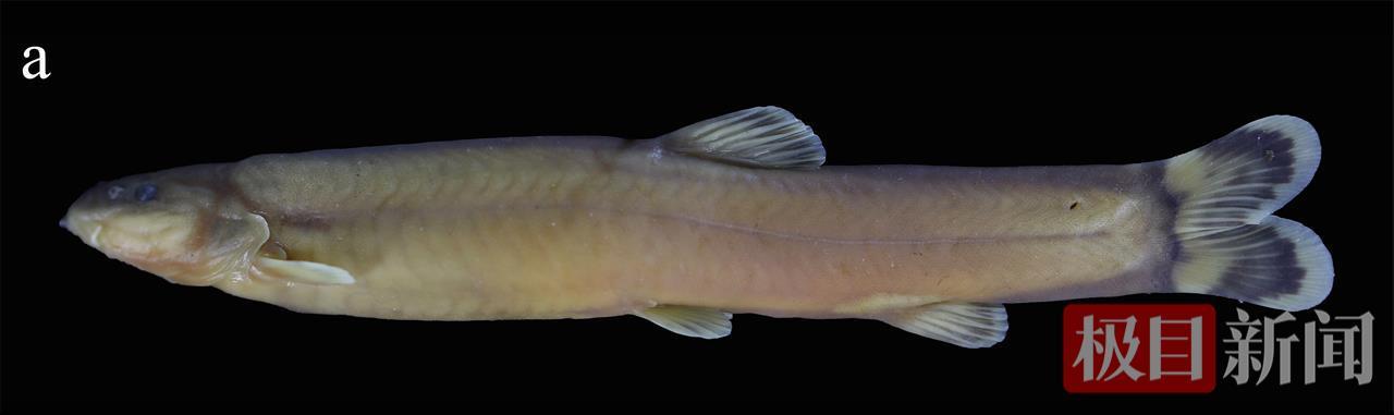 陆生野生脊椎动物800余种！湖北已有33个县域启动或完成本底调查(图2)