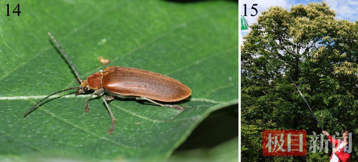 陆生野生脊椎动物800余种！湖北已有33个县域启动或完成本底调查(图3)