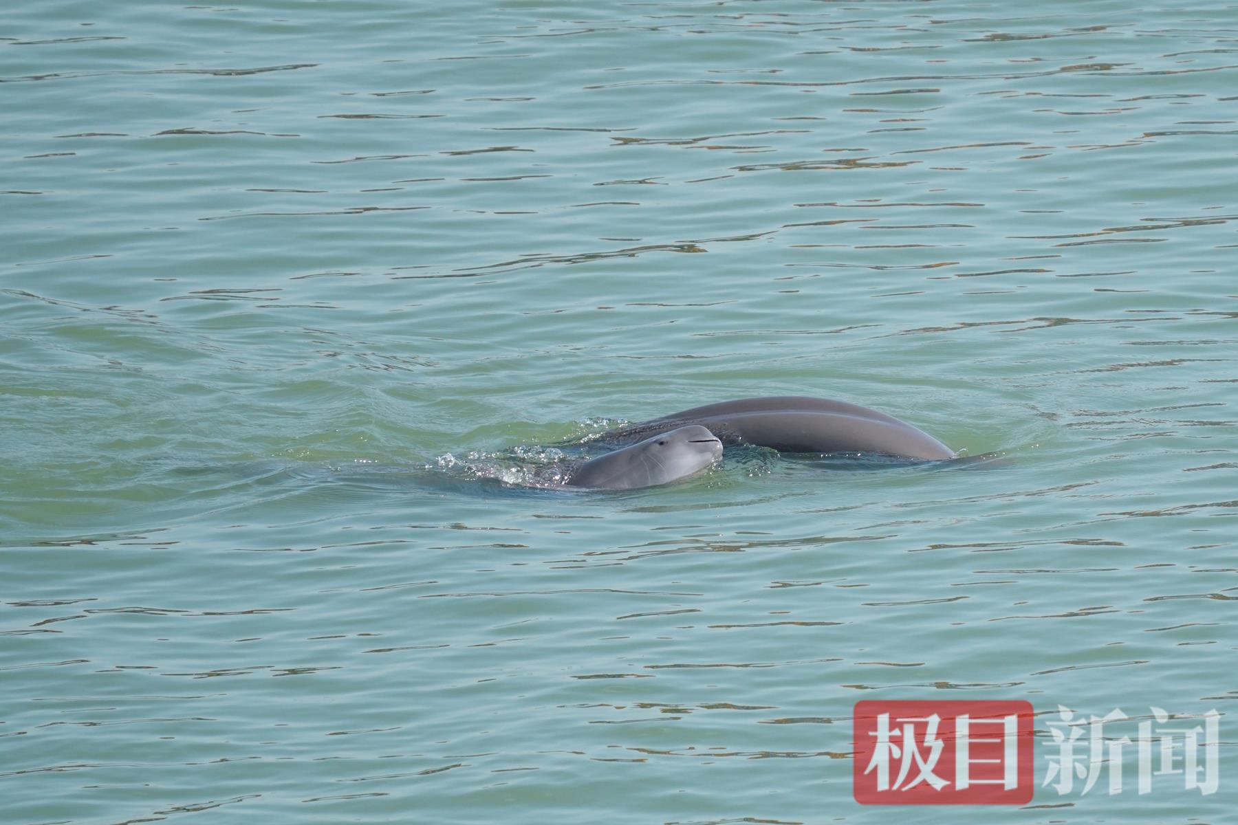 陆生野生脊椎动物800余种！湖北已有33个县域启动或完成本底调查(图5)