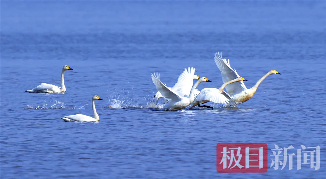 陆生野生脊椎动物800余种！湖北已有33个县域启动或完成本底调查(图6)