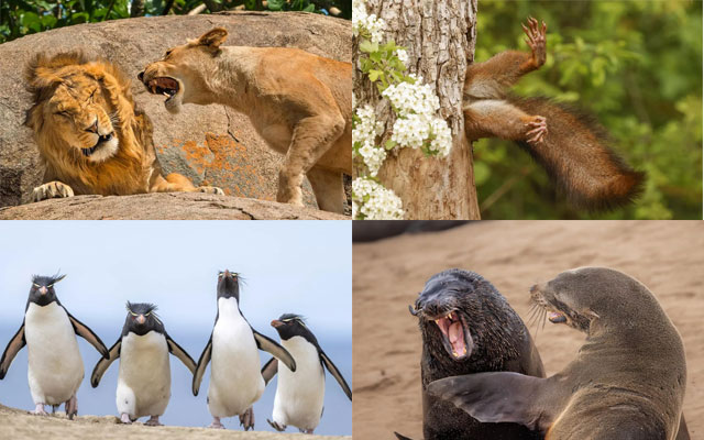 法治筑基 科技添翼 全民共守——江西立体化护航野生动物家园(图1)