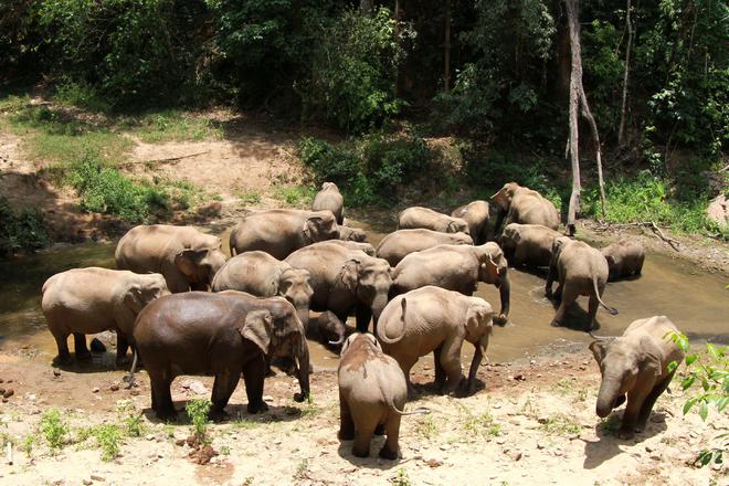 全国200多种珍稀濒危野生动物进入恢复性增长阶段(图1)