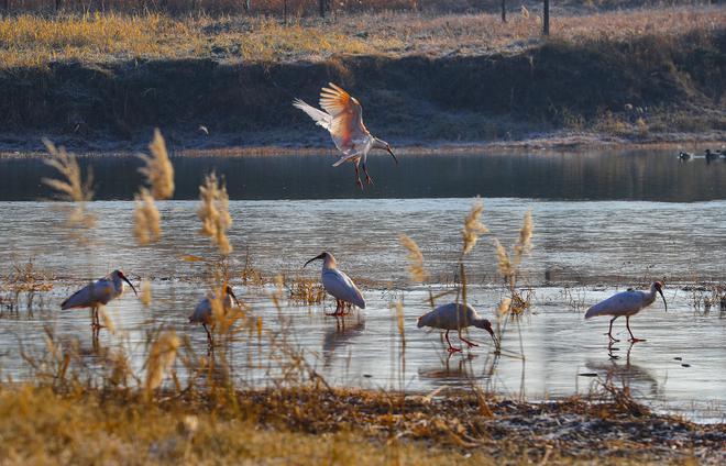全国200多种珍稀濒危野生动物进入恢复性增长阶段(图2)