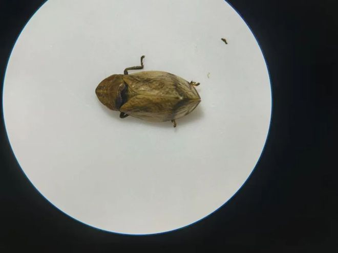 已发现2种上海新记录！奉贤“生物户口本”首次大公开→(图2)