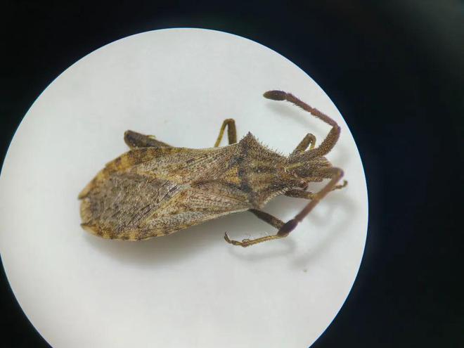 已发现2种上海新记录！奉贤“生物户口本”首次大公开→(图3)