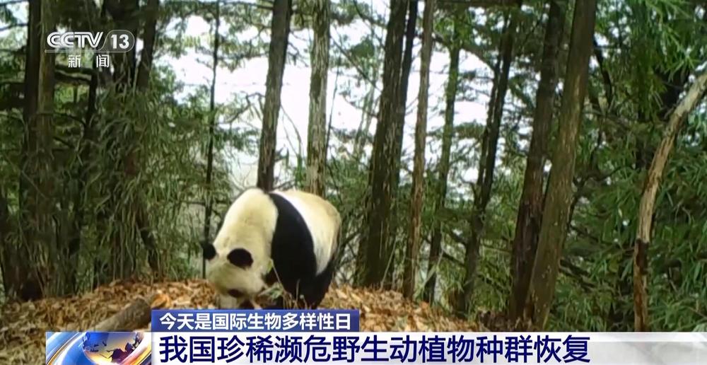 我国生物多样性保护成效如何？这份“成绩单”亮了(图1)