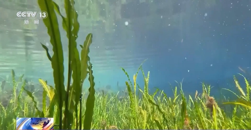 我国生物多样性保护成效如何？这份“成绩单”亮了(图4)