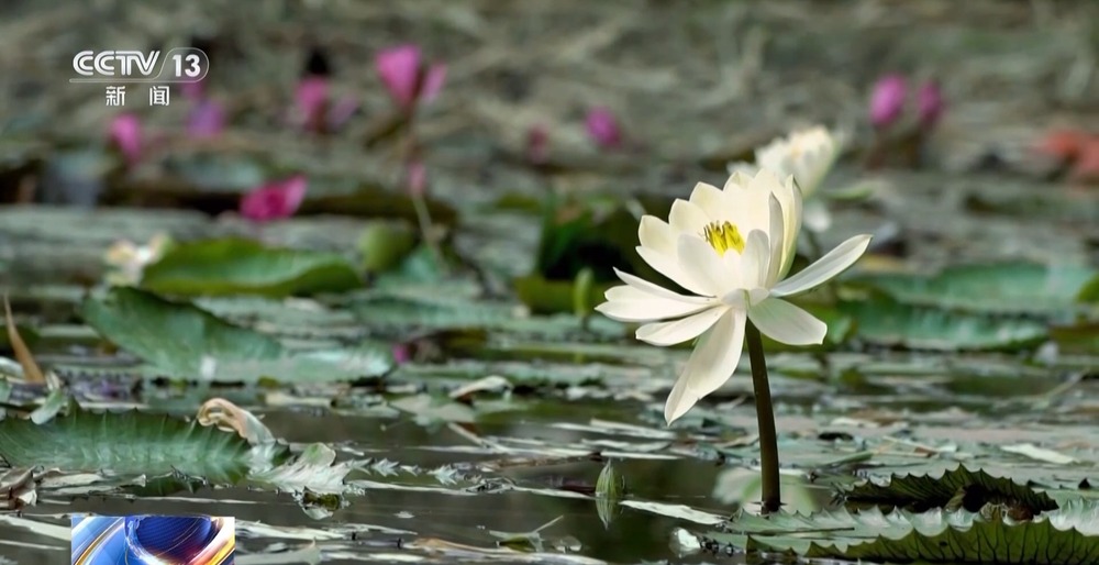 我国生物多样性保护成效如何？这份“成绩单”亮了(图3)