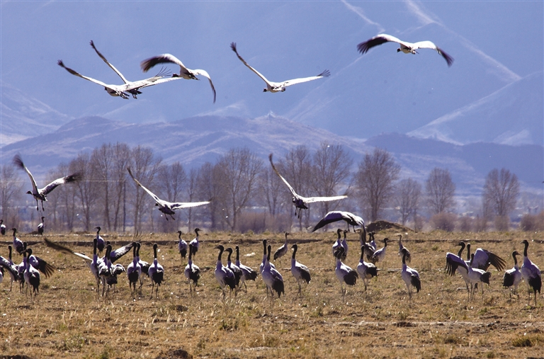在世界屋脊见证生命奇迹(图1)