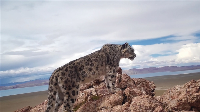 在世界屋脊见证生命奇迹(图2)