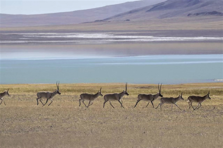 在世界屋脊见证生命奇迹(图3)