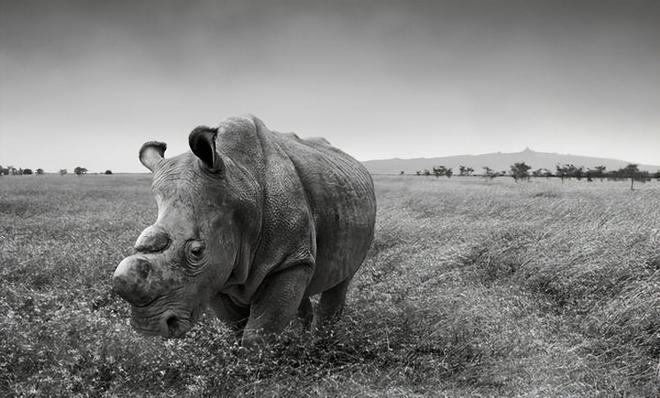 全球仅剩2只！最后一只公的还被实施安乐死仅剩2只母的咋办？(图1)