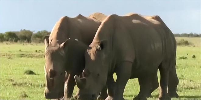 全球仅剩2只！最后一只公的还被实施安乐死仅剩2只母的咋办？(图2)