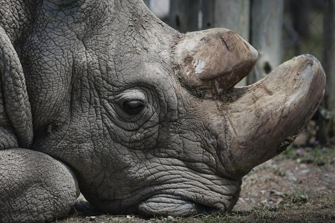 全球仅剩2只！最后一只公的还被实施安乐死仅剩2只母的咋办？(图8)