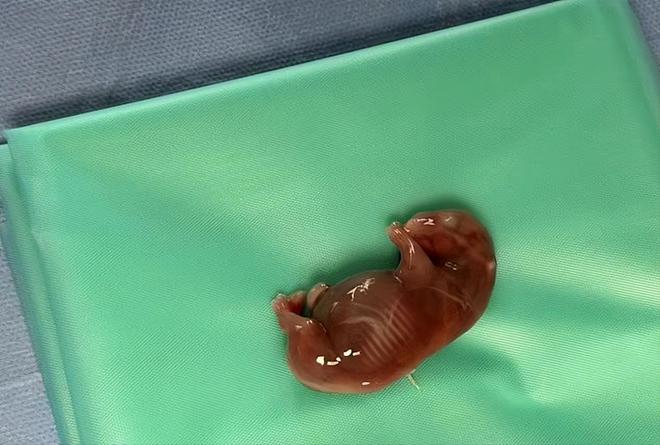 全球仅剩2只！最后一只公的还被实施安乐死仅剩2只母的咋办？(图12)