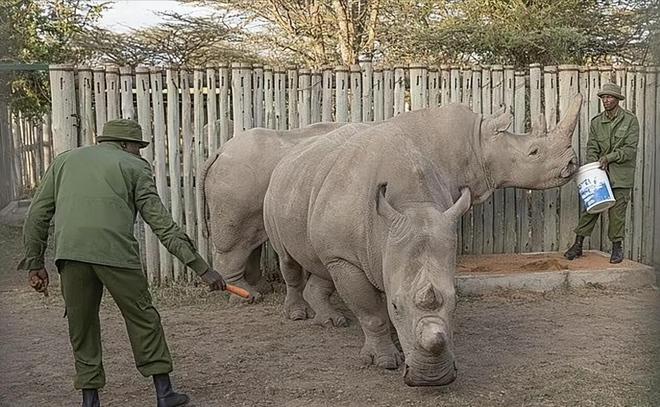 全球仅剩2只！最后一只公的还被实施安乐死仅剩2只母的咋办？(图14)