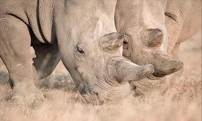 全球仅剩2只！最后一只公的还被实施安乐死仅剩2只母的咋办？(图13)