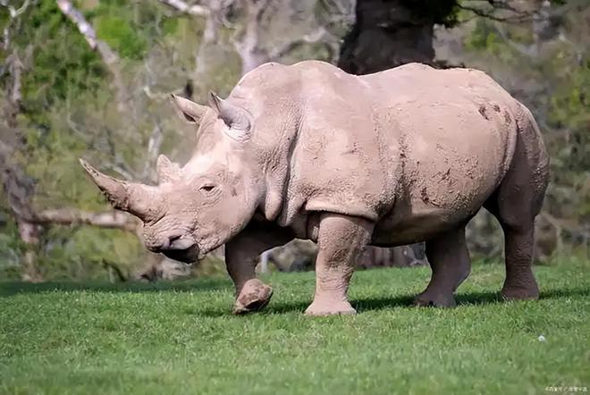 全球仅剩2只！最后一只公的还被实施安乐死仅剩2只母的咋办？(图15)