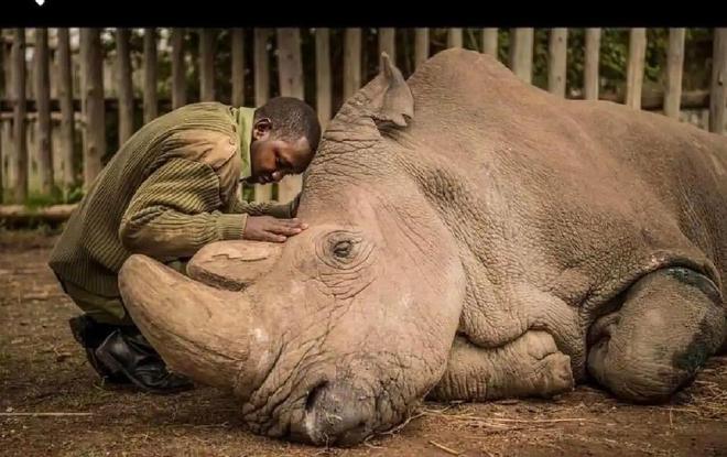 全球仅剩2只！最后一只公的还被实施安乐死仅剩2只母的咋办？(图16)