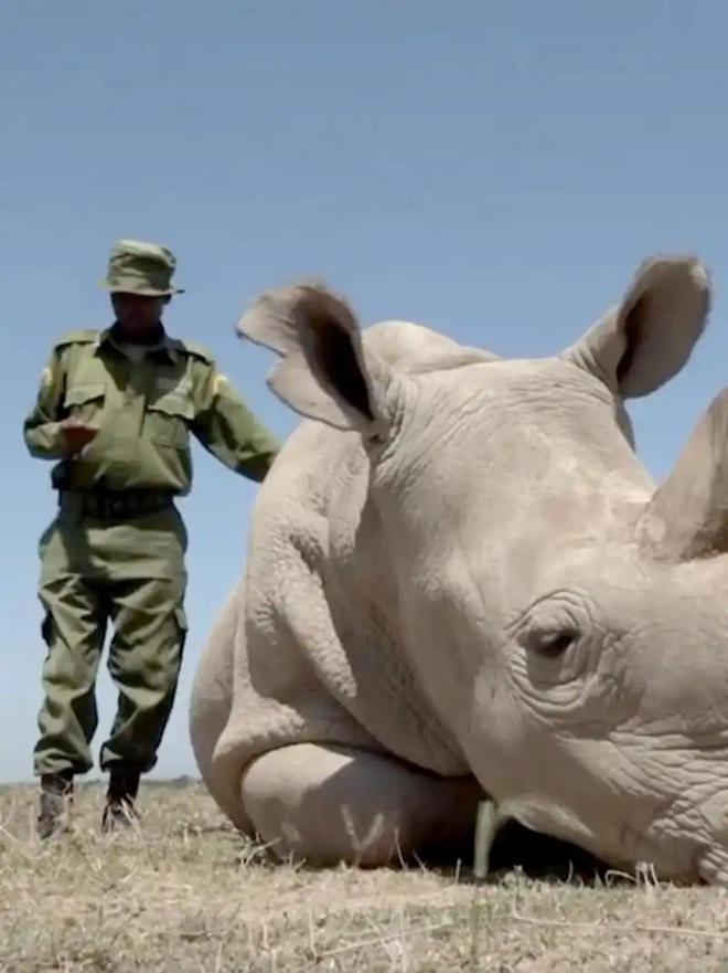 全球仅剩2只！最后一只公的还被实施安乐死仅剩2只母的咋办？(图17)