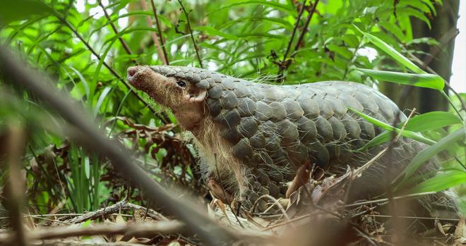 平均每三天发现一个新物种！广东生态“家底”仍在持续丰厚(图4)