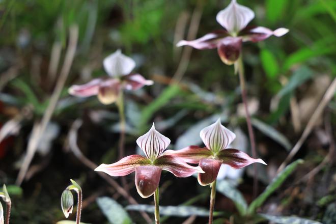 平均每三天发现一个新物种！广东生态“家底”仍在持续丰厚(图5)