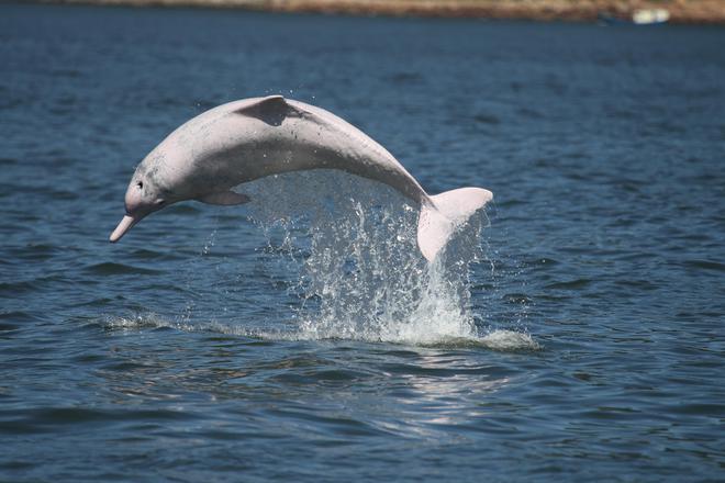 平均每三天发现一个新物种！广东生态“家底”仍在持续丰厚(图3)