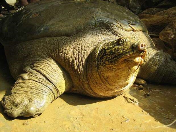 最稀有的动物斑鳖远东豹鸮鹦鹉(图1)