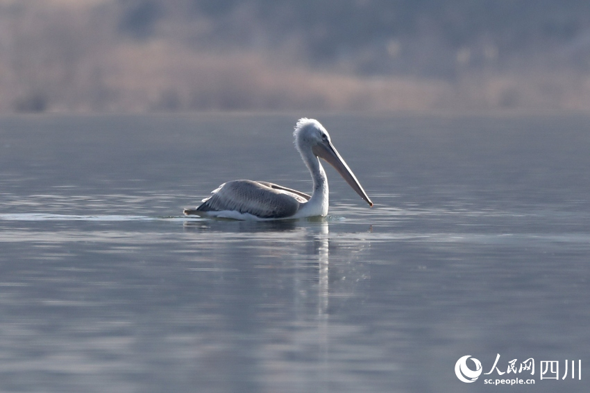 《中国生物物种名录2025版》发布 首次收录蜻蜓、蚯蚓(图1)