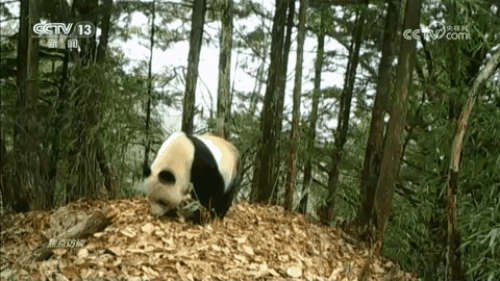 焦点访谈｜生物多样性助力我国经济高质量发展(图6)