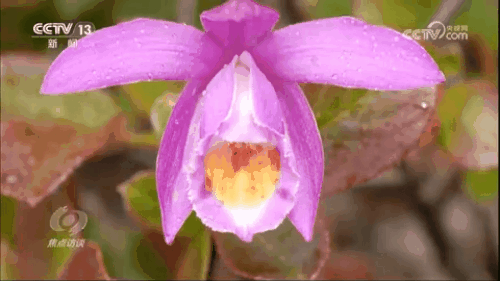 焦点访谈｜生物多样性助力我国经济高质量发展(图14)