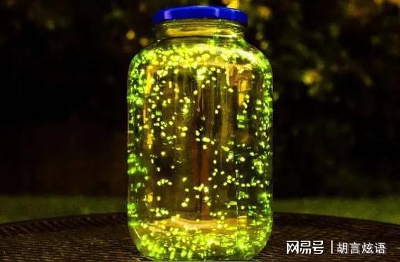 你有多久没有见过萤火虫你可知道它已经濒临灭绝成为保护动物(图3)